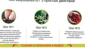 Мини дерево в горшке уход ⛔ Комнатные деревья 🔴