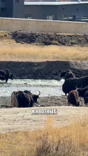 Как живут в Юрте в Тибете - Китай! Автор ролика ‪@petya_engli смотреть онлайн