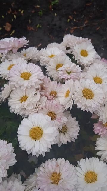 #Хризантема #chrysanthemum #Релакс #естьгородзолотой #гребен? смотреть онлайн
