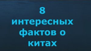 8 занимательных фактов о китах