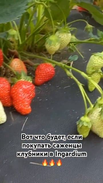 Саженцы клубники от садового магазина Ingardium #сад #клуб? смотреть онлайн