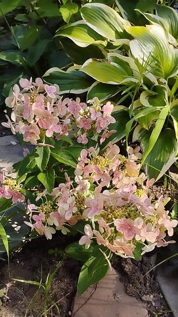 гортензия Полистар #flowers #garden #сад #vlgarden34 смотреть онлайн