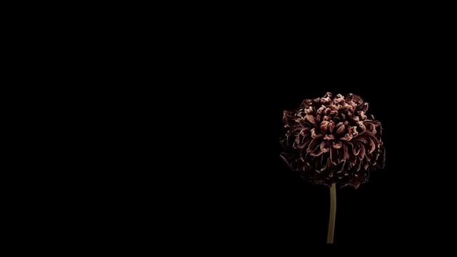 фон цветы смотреть онлайн