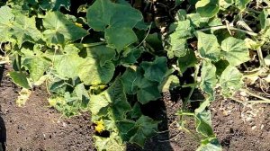 Желтеют листья на огурцах! Подкормите их ЭТИМ препара?