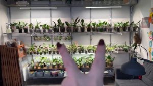 Фитолампы для орхидей фаленопсис .Досветка и основной