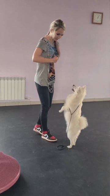 японский шпиц питомник Цунени Катцу