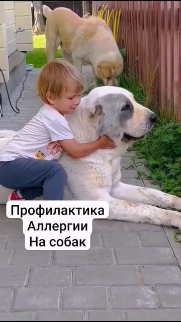 Профилактика аллергии на собак #Алабаи #shorst смотреть онлайн