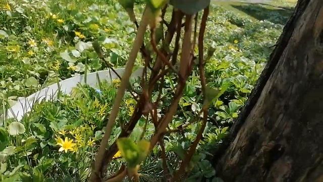 + плетистая гортензия, апрель 2022 смотреть онлайн