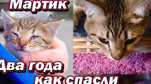 Мартик. Два года как спасли.