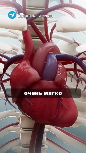 Гранат — супер ягода. смотреть онлайн