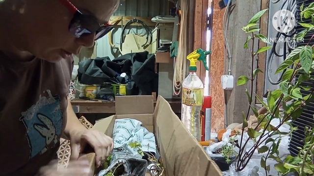 Распаковка посылки с саженцами. Пробный заказ. смотреть онлайн