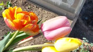 Наши 8,4 сотки🏡Поздравляю всех с праздником,с Днём Победы 🌷🌷🌷