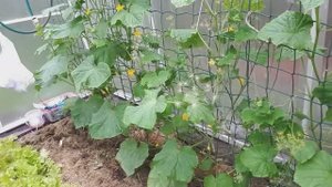 Как помочь огурцам в холода.