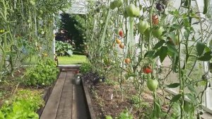 Мои проверенные временем сорта томатов, которые дают мне урожай в любое лето.