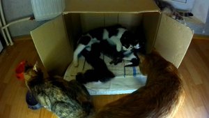 Знакомство котят с тетей Мелиссой.