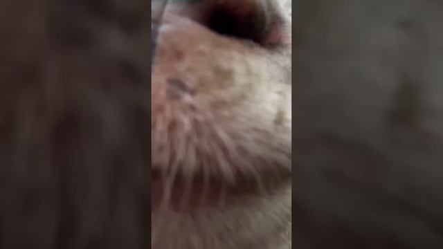 У каждого есть любимая собака 🐕 смотреть онлайн