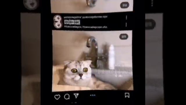 Для Сони она крашиха ну есть ещё три кошечки! смотреть онлайн