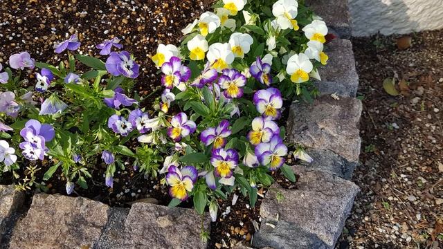 2024 мая Япония Глициния и не только смотреть онлайн