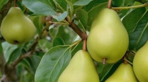 Летние сорта груш - Сад-огород