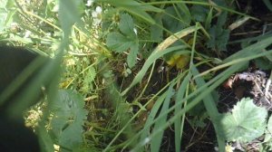 Наш огород нужно пропалывать вручную: обоснование