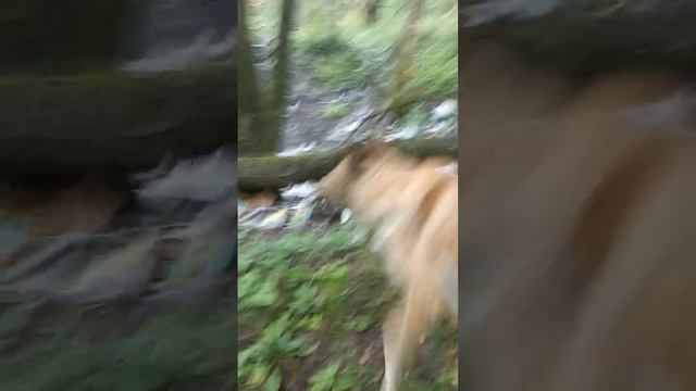 Есть люди свиньи, выбрасывают мусор в лес. смотреть онлайн