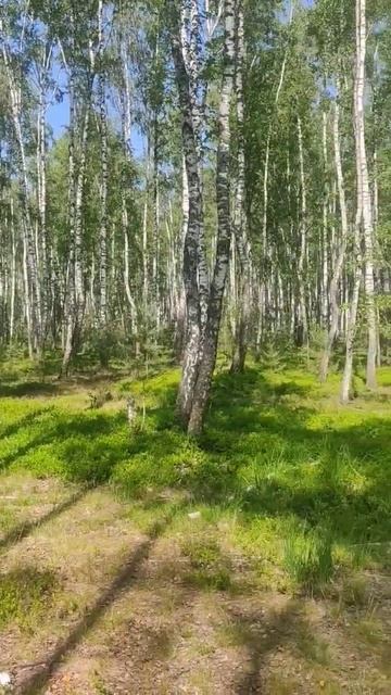 Прогулка по лесу,есть спелая черника.23.06.23 смотреть онлайн