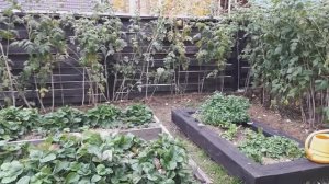 Мой уход за малиной в конце сентября.