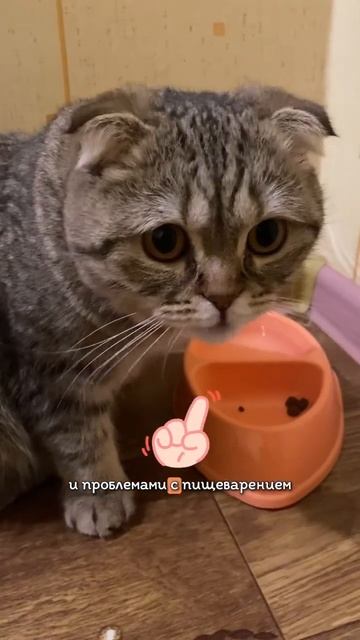 Сколько раз в день нужно кормить кошку #кошка #кошки #к?