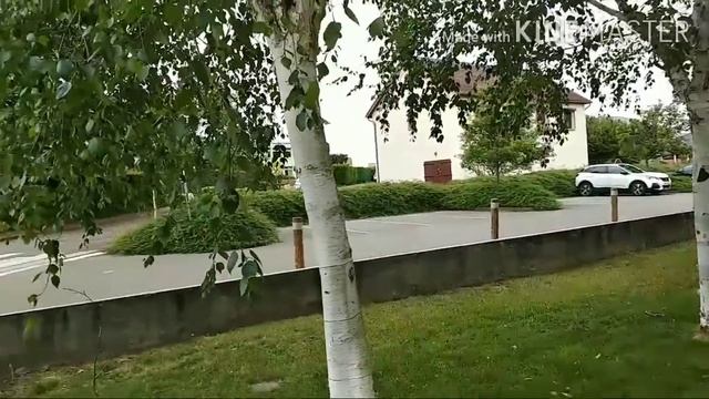 Белые французские коровы и белые березы.... смотреть онлайн