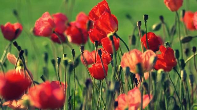 счастливая жизнь смотреть онлайн