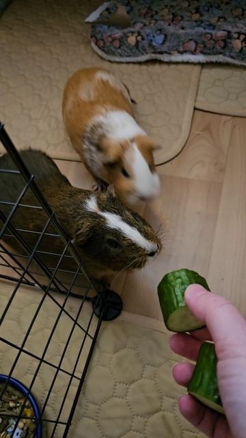 У свинок готовность номер один к огурцам