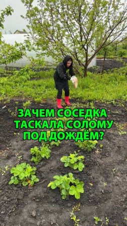 Зачем соседка таскала солому под дождём?