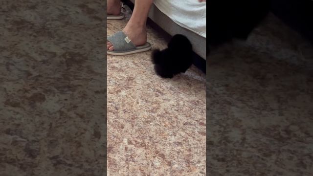 #майло #goodmorning#6:00 #померанскийшпиц #puppyvideos #puppy # смотреть онлайн