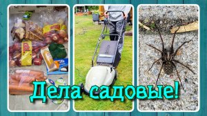 VLOG из 🇩🇪: Дела садовые! И Валера!