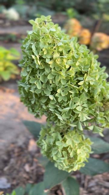 Гортензия мітловидна Скайфол 20.08.24 #скайфол #гортензі? смотреть онлайн