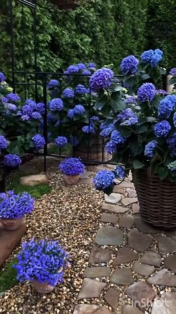 #садгортензий #hortensia #hydrangea #flower #garden #сад #macrophylla #гортен? смотреть онлайн