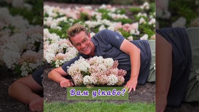 Гортензія Грандбрекер. Hydrangea pan. Groundbreaker®. Новинка 2024 ро смотреть онлайн