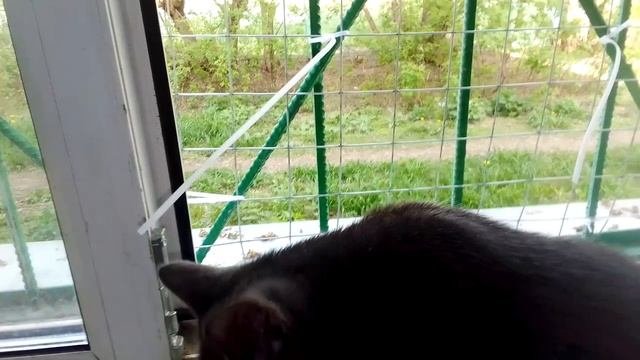 На окошке котята.