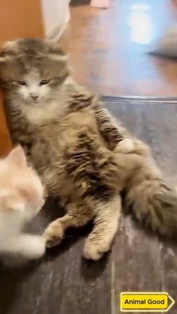 Красавчик 😍 #позитив #shorts #shortvideo #юмор #кот