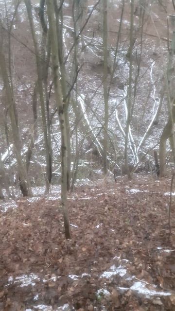 Берёзы (4) смотреть онлайн