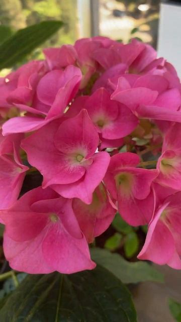 Гортензия розовая #крупнолистнаягортензия #цветы #вес смотреть онлайн