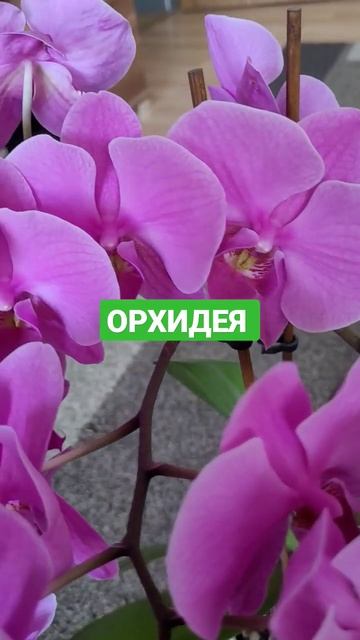 ОРХИДЕЯ, цветёт и цветёт и цветёт... смотреть онлайн