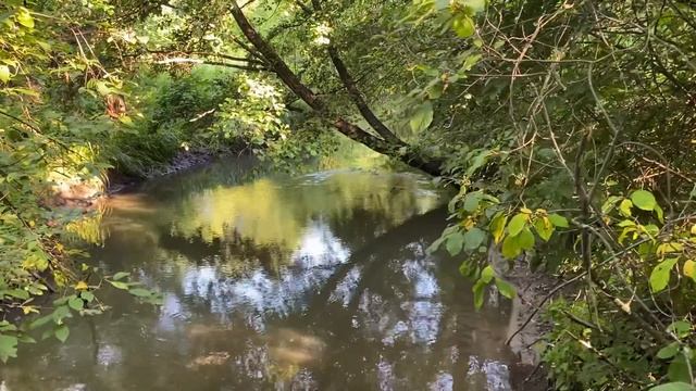 Деревенский туризм в Загарино: Гуляю со шпицами в Загарино/22.07.21 смотреть онлайн