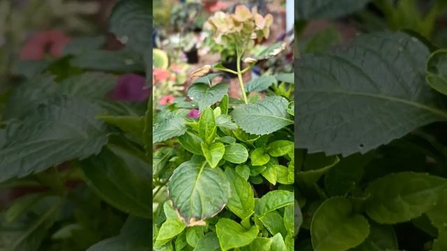 Мои любимые гортензии смотреть онлайн