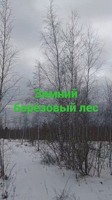 зимний берёзовый лес смотреть онлайн