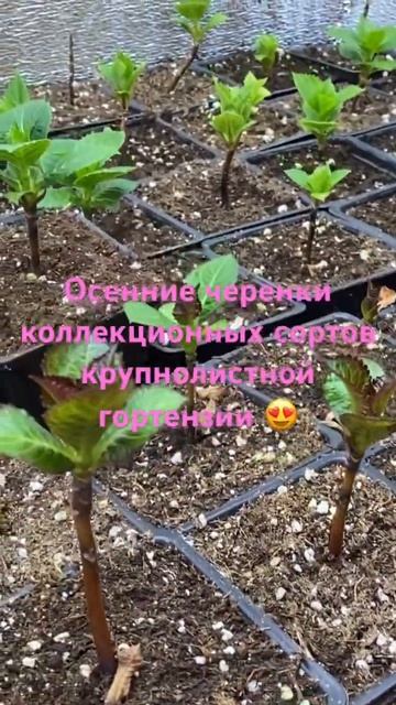 Осенние черенки крупнолистной гортензии смотреть онлайн