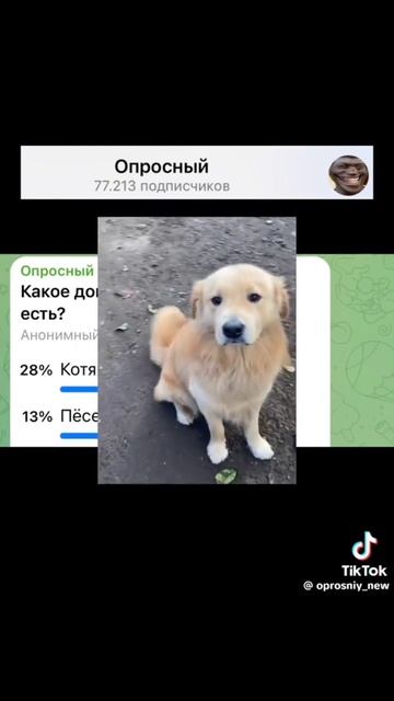 какой у вас животный есть смотреть онлайн