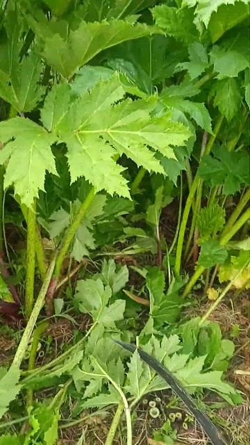 Опасный Борщевик ))) смотреть онлайн