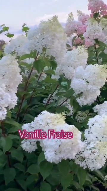 Самые красивые гортензии#hydrangea #hortensia #гортензія #горте смотреть онлайн