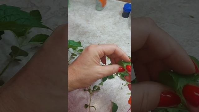 Как  быстро размножить гортензию?? 🌱Подробно для нови